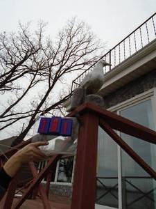 Seagull outdoor figure. As shown.