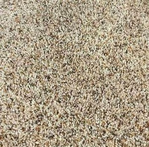 12 x 296 (354 Sq Ft) Shaw Stardust Sand Dune Carpet Remnant