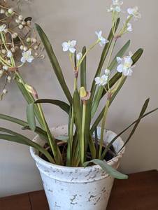 Decorative Faux Foliage