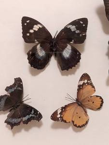 Framed Butterfly Taxidermy Collection