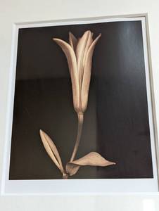 Framed Delicate Tulips Print