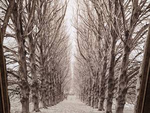 lot 29 image: Large Unique Scenic Tree Print