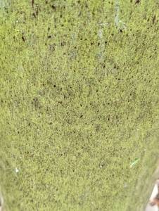 lot 85 image: Tall Green Ceramic Planter