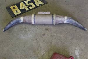 lot 740 image: Bull Horns