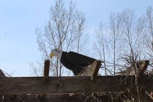 lot 957 image: Bald Eagle Wood Dcor