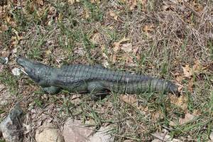 lot 971 image: Alligator Ceramic Yard Statue