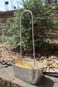 lot 983 image: Metal Pail Planter with Trellis