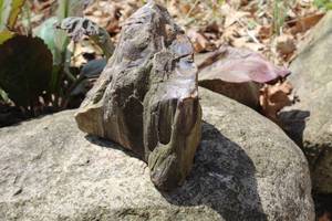 lot 989 image: Petrified Wood Yard Statue