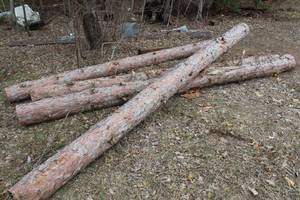 lot 1081 image: Lot of (4) 13 Tree Logs