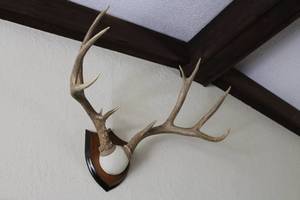 lot 114 image: Wall-Mount 5-Point Buck Antler Trophy