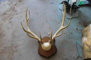 lot 481 image: Elk Rack
