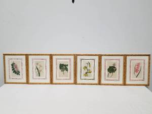 Group of 6 Botanical prints