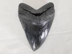 Megalodon Tooth