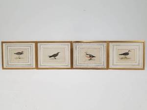 Antique Bird Engravings Prints by Morris