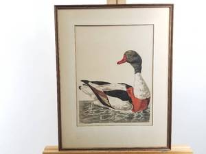 Peter Pallou Aquatint Print Duck Mallard