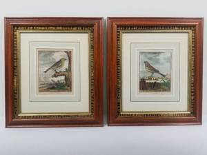 Antique Pair of Ornithological Engravings of Birds Prints