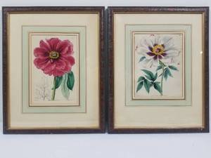 Pair of Botanical Engravings Prints