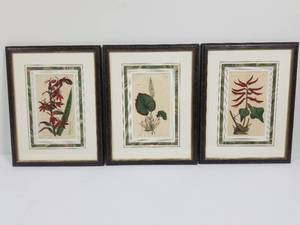 3 Botanical Engravings
