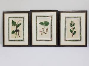 3 Botanical Engravings