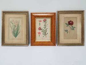 3 Botanical Prints