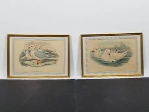 Pair of Engravings After Gould Birds
