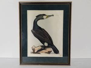 Antique Selby Engraving of a Bird Print