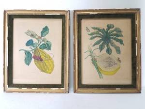 Antique Pair of Insect Engravings Prints