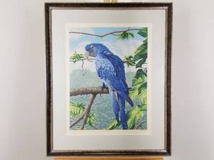 Dallas John SignedNumbered Print Parrot Bird