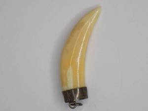 Large Tiger Tooth