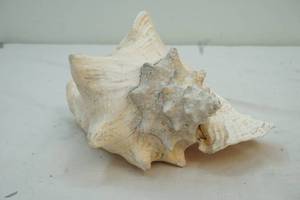 lot 304 image: large sea shell