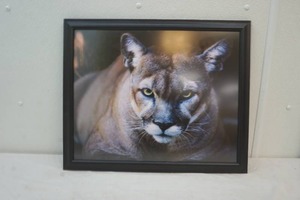 lot 353 image: framed mountain lion print