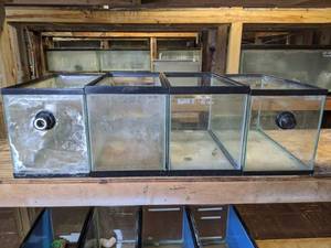 lot 892 image: (4) Pre-Owned 10 Gal. Display Tanks (2) with Drill Systems for Overflow