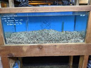 lot 809 image: Pre-Owned Display and Parts 40 Gal. Tank, Light, Gravel, Power Heads, Plants, Rocks and More