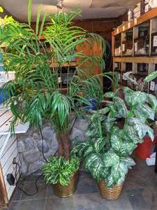 lot 1189 image: Two Large Potted Artificial Plants