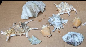 lot 1479 image: Assortment of Real Seashells