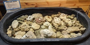 lot 1473 image: Fiji Live Rock