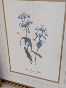 lot 323 image: Framed Botanical Prints