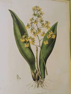 lot 335 image: Large Framed Botanical Print