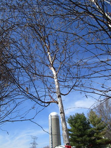 Prairie Dream Birch, 2-12 caliper...