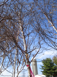Prairie Dream Birch, 2-12 caliper...