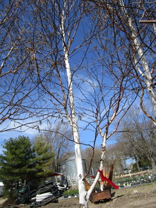 Prairie Dream Birch, 2-12 caliper...