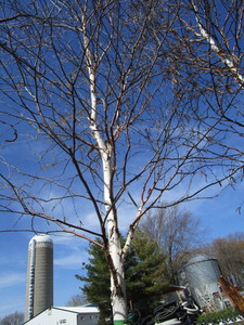 Prairie Dream Birch, 3 caliper app...