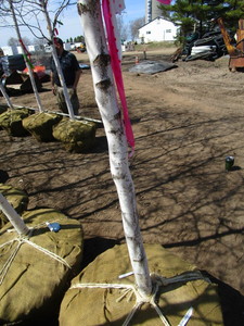 White Spire Birch, 2-12 caliper a...