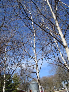White Spire Birch, 2-12 caliper a...