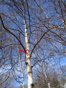 White Spire Birch, 2-12 caliper a...