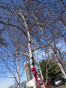 White Spire Birch, 2-12 caliper a...