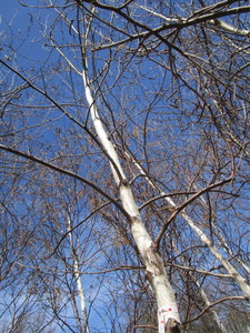 White Spire Birch, 2-12 caliper a...
