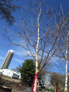 White Spire Birch, 2-12 caliper a...