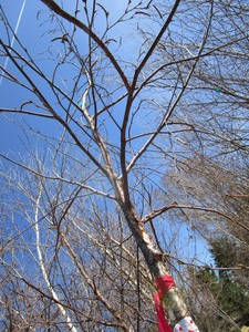 White Spire Birch, 2-12 caliper a...
