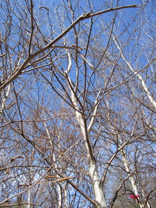 White Spire Birch, 3 caliper appro...